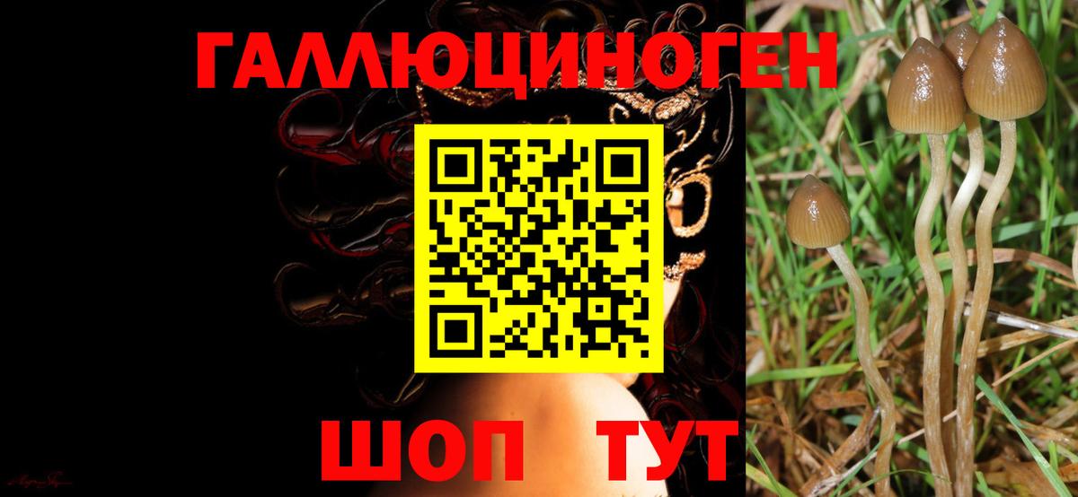 Псилоцибиновые грибы мицелий Острогожск